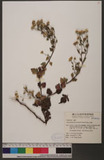 Chrysanthemum arisanense Hayata so