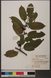 Rhamnus formosana ...