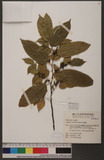 Rhamnus formosana Matsum. _