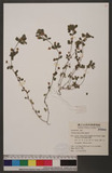 Trifolium dubium S...