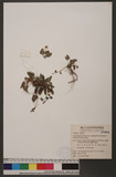 Viola adenothrix Hayata var. tsugitakaensis (Masamune) Wang & Huang sj