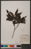 Osmanthus lanceolatus Hayata 披針葉木犀