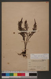 Ctenopteris curtisii (Bak.) Tagawa U