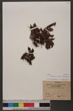 Struthiopteris hancockii (Hance) Tagawa Q