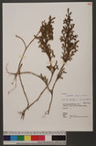 Lycopodiella cernua (L.) Pic. Serm.