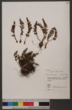 Dryopteris alpestris Tagawa 