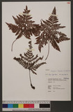 Dryopteris formosana (H. Christ) C. Chr. OW