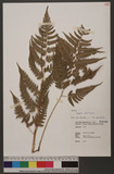 Dryopteris polita Rosenst. OF