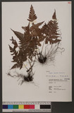 Dryopteris formosana (H. Christ) C. Chr. OW