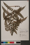 Acrorumohra hasseltii (Blume) Ching Ƹտ