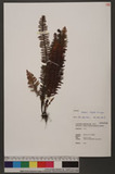 Ctenopteris obliquata (Blume) Copel. KU