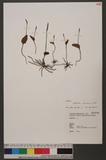 Ophioglossum austr...