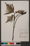 Botrychium formosanum Tagawa ja