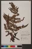 Dryopteris sordidipes Tagawa 