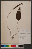 Cheiropleuria bicuspis (Blume) C. Presl P