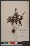 Sphenomeris biflora (Kaulf.) Tagawa Q