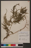 Selaginella delicatula (Desv. ex Poir.) Alston tf