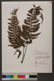 Asplenium excisum C. Presl ŸK