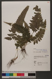 Microlepia marginata (Houtt.) C. Chr. var. bipinnata Makino x_\