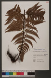 Dryopteris sordidipes Tagawa 