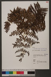 Dennstaedtia scabra (Wall. ex Hook.) T. Moore 碗蕨