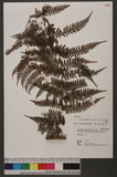 Dennstaedtia scabra (Wall. ex Hook.) T. Moore 碗蕨