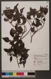 Hedera rhombea (Miq.) Bean var. formosana (Nakai) H. L. Li OW`K