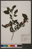 Lycianthes biflora (Lour.) Bitter s