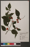 Lycianthes biflora (Lour.) Bitter s