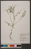Salomonia oblongifolia DC. G