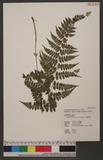 Athyrium strigillosum (T. Moore ex E. J. Lowe) Salomon U\