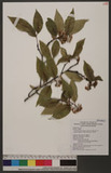 Pourthiaea beauverdiana (Schneider) Hatusima var. notabilis (Rehder & Wilson) Hatusima 臺灣老葉兒樹