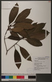 Osmanthus matsumuranus Hayata 大葉木犀