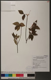 Rhododendron chilanshanense Kurashige sY