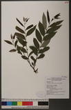 Glochidion acuminatum Muell.-Arg. �CYG