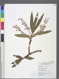 Eria tomentosiflora Hayata 