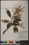 Pasania hancei (Benth.) Schottky var. ternaticupula (Hayata) J. C. Liao TR