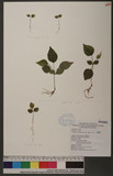 Schefflera octophylla (Lour.) Harms Zx