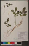 Glochidion acuminatum Muell.-Arg. ?CYG