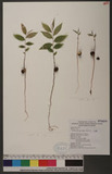 Camellia nokoensis Hayata పs