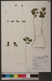 Photinia serratifolia (Desf.) Kalkman var. ardisifolia (Hayata) H. Ohashi 臺東石楠