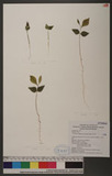 Pyrenaria shinkoensis (Hayata) Keng Q֯