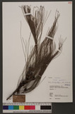 Casuarina equisetifolia L. ¶