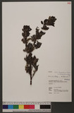 Salix taiwanalpina Kimura var. takasagoalpina (Koidz.) Ying sh
