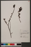 Salix taiwanalpina Kimura OWsh
