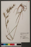 Themeda japonica (Willd.) C. Tanaka 饻cl
