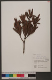 Podocarpus costalis Presl 蘭嶼羅漢松