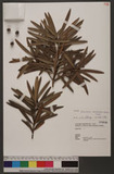 Podocarpus macroph...