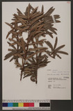 Podocarpus macrophyllus (Thunb.) Sweet ù~Q