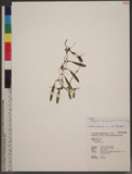 Bulbophyllum brevipedunculatum T. C. Hsu & S. W. Chung u